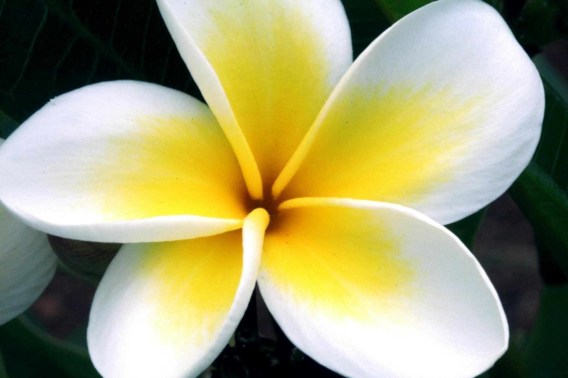 Aloha Festivals Floral Parade in Honolulu, Hawaii