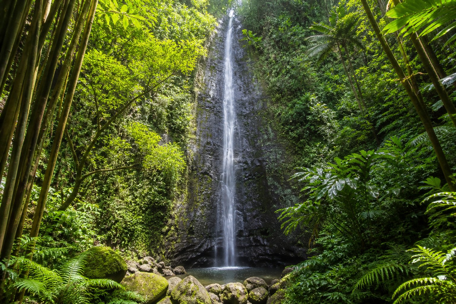 Manoa Falls Trail