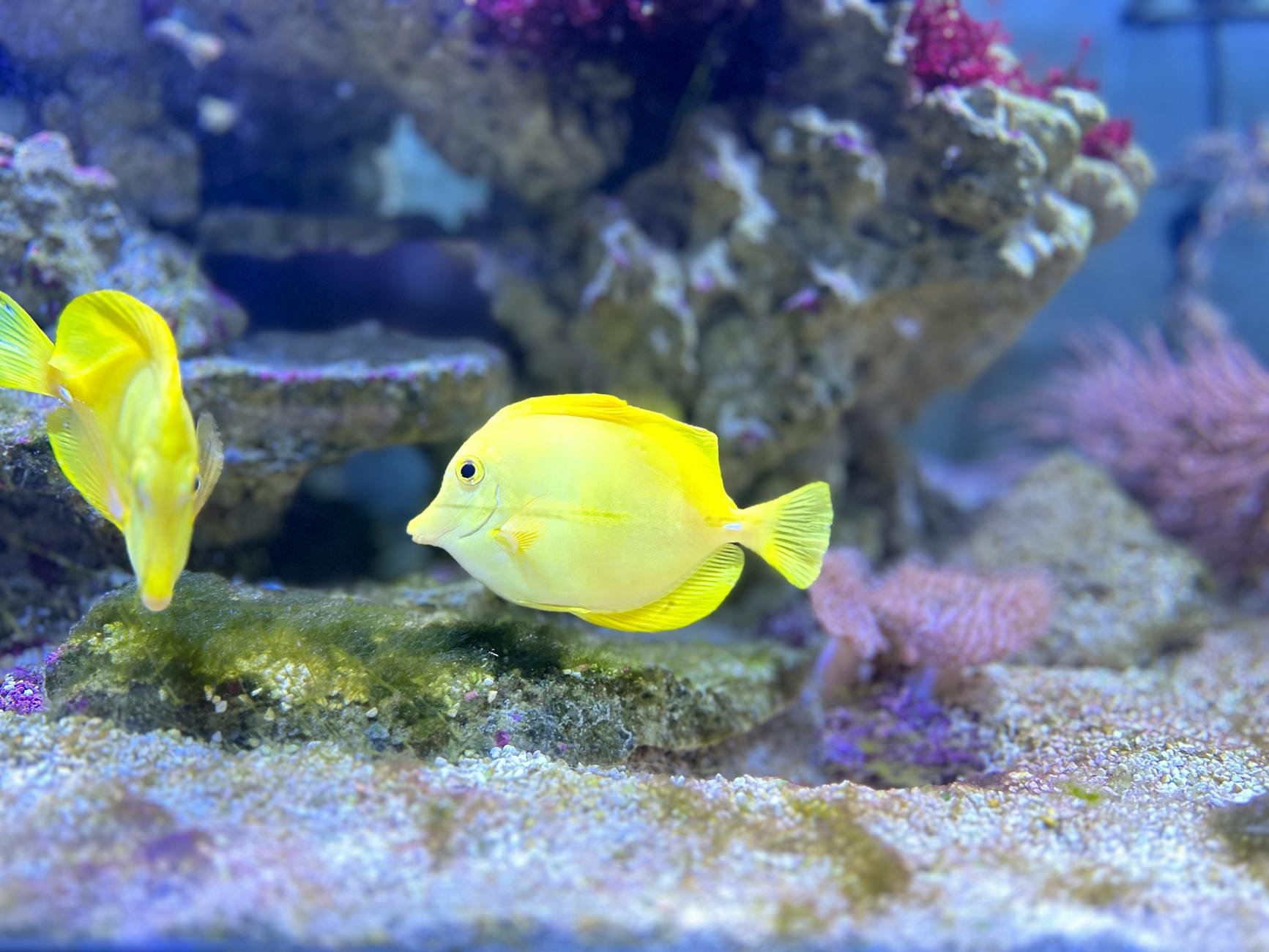Waikiki Aquarium