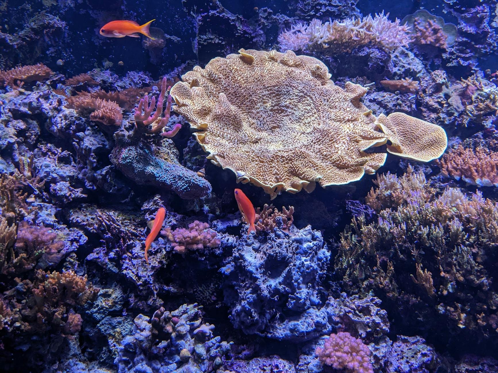 Waikiki Aquarium, Education Programs